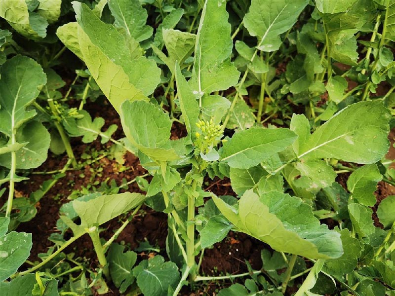 #富硒油菜薹實(shí)現(xiàn)量產(chǎn)#什么情況？