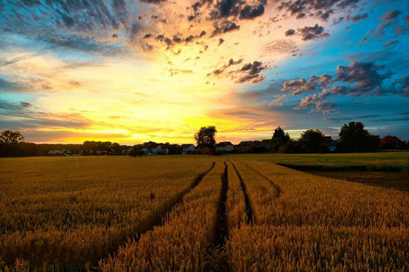 解讀農(nóng)用地標(biāo)準(zhǔn)風(fēng)險(xiǎn)管控